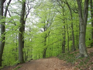 Forêt de Compiègne à proximité du camping d'Attichy